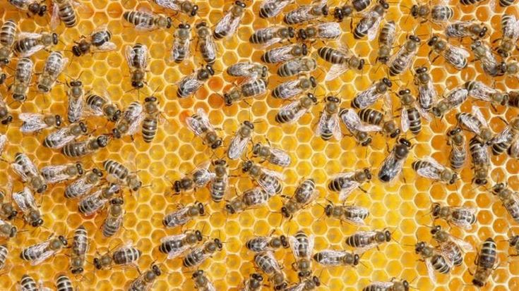 Caldo record in Sardegna: è strage di api. Le aziende del settore in ginocchio