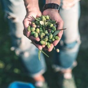 Olio Riviera Ligure Dop: nuova opportunità per il turismo