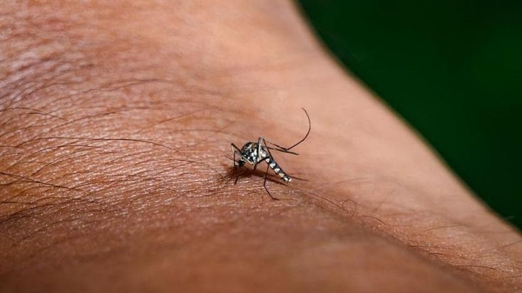 Sospetto caso di Chikungunya a Monza, via agli interventi di disinfestazione: le vie interessate