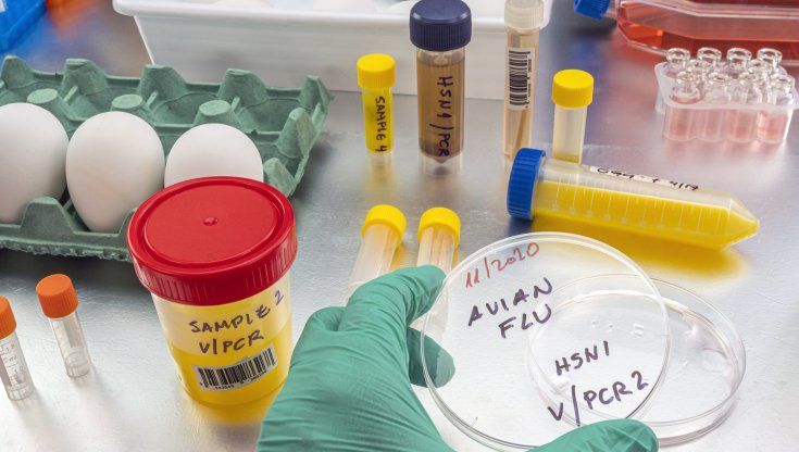 Allarme Aviaria, il virus potrebbe passare da uomo a uomo