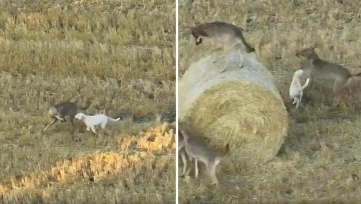 Grecia, branco di lupi adotta un cane randagio: le immagini