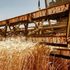 La fuga dei giovani dall’agricoltura, solo il 9% sceglie i campi: “Ma qui l’IA non taglia i posti”