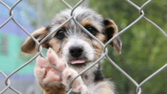 Potenza, meno tasse sui rifiuti per chi adotta un cane