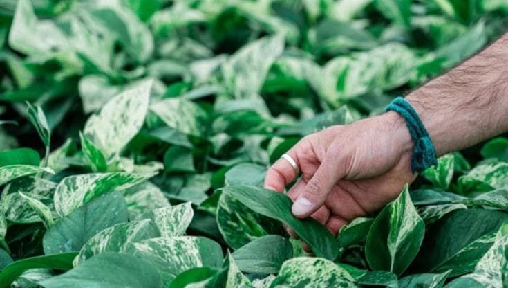 Pothos: tipi, come moltiplicarlo e farlo crescere