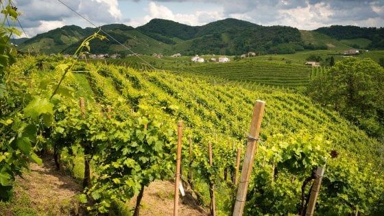 Il Prosecco è patrimonio Unesco, Coldiretti: riconoscimento sostenuto da boom export