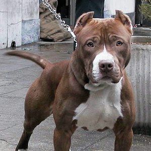 Azzannato alla testa da un pitbull: bimbo operato, non è in pericolo di vita