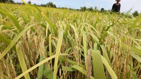 Riso, la Commissione Ue: tre anni di dazi sull'import da Cambogia e Birmania