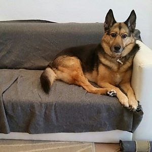Genova, il cane fu curato male : "Alla padrona va riconosciuto anche il danno morale"