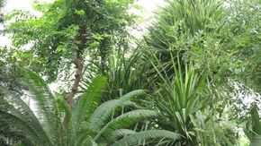 La geometria salva le foreste: il segreto è nella disposizione degli alberi