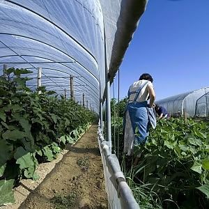 Imu agricola: esenzione totale per 3.456 comuni montani