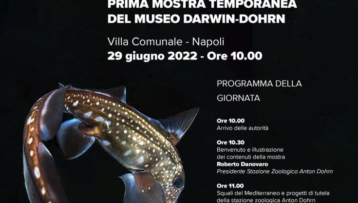 Napoli, la mostra "Squali del Mediterraneo" nel Museo Darwin-Dohrn
