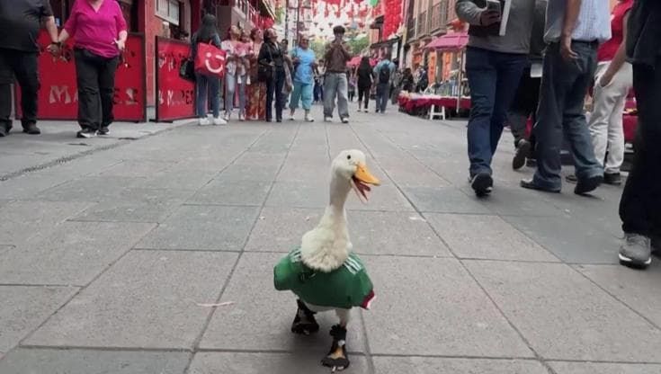 Mondiali, maglietta verde e scarpette: l'anatra mascotte non ufficiale ma più amata del Messico