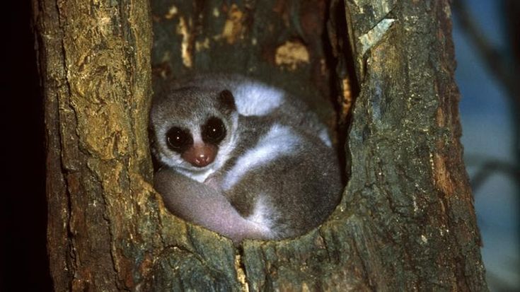 Lemuri, per andare su Marte dormiamo come loro