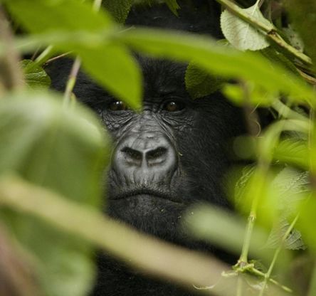 Congo, tra i gorilla in pericolo del Virunga National Park