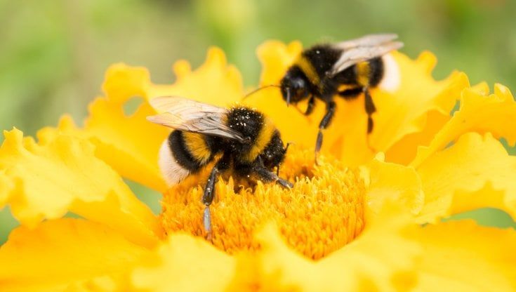 Il Mulino delle api, 300 casette per proteggere gli insetti impollinatori