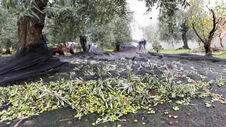 Olio d’oliva: prezzi in calo da inizio anno ma restano ancora il doppio rispetto a febbraio 2022