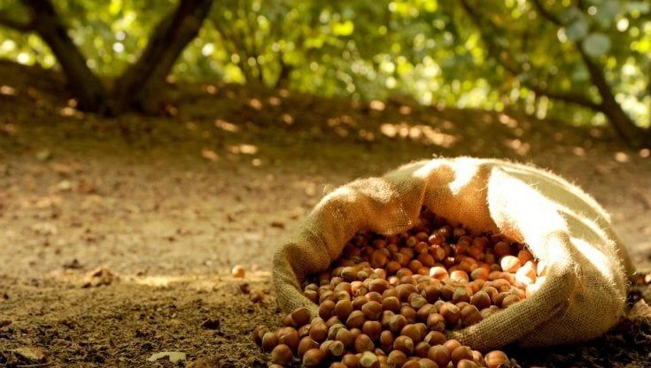 Gelati, baci di dama, creme: Nocciola del Piemonte, la più amata dai pasticcieri