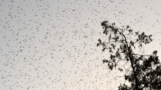 India, sciami di locuste invadono città vicino a New Delhi