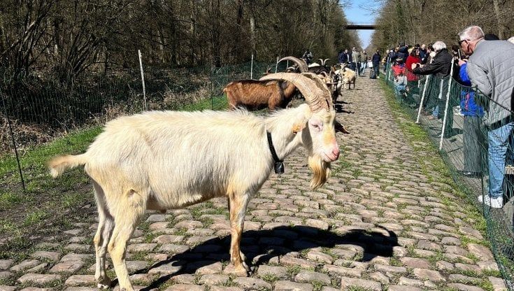 Parigi-Roubaix, capre lungo il percorso: metodo green per eliminare le erbacce
