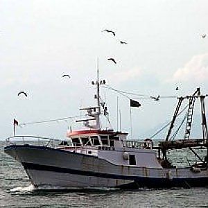 140 chili di pesce sequestrato sulla costa maremmana