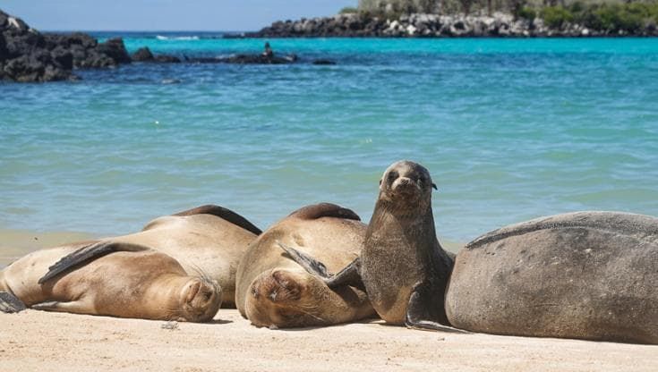 Microplastiche, dalle Galápagos all’Amazzonia: l’inquinamento è ovunque