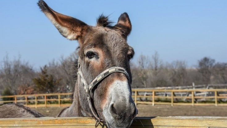 Antica Fiera di Godega, quando l'asino è la star