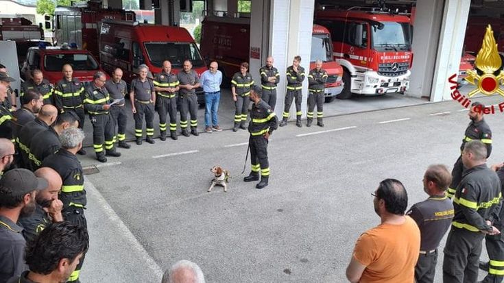 Va in pensione Foglia, il cane dei vigili del fuoco di Prato: “i colleghi” lo salutano e gli rendono onore