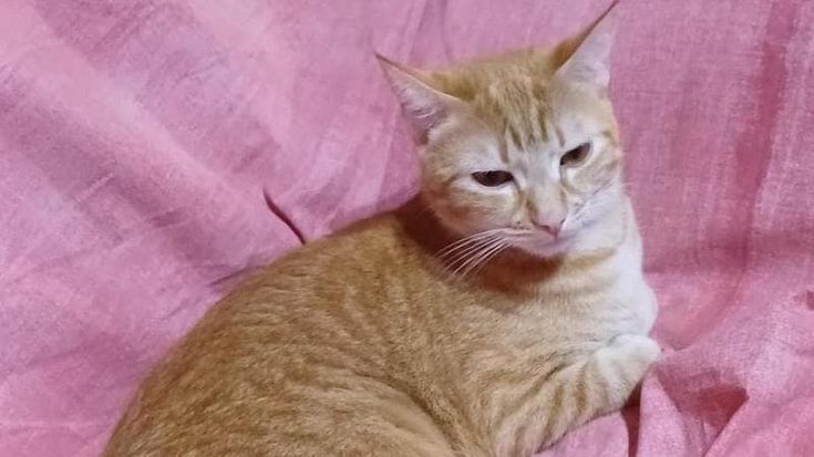 Gatto in lavatrice, la padrona ferma il lavaggio e lo salva: il “miracolo di Natale” di Anacleto
