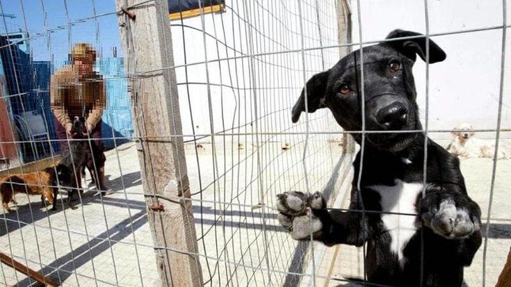 Zoomafie, crescono i reati contro gli animali: un affare anche per le baby gang