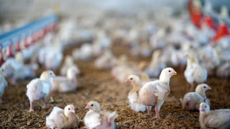 Aviaria, Europa in allerta: “Casi in aumento”. In Italia il più colpito è il Nord-est
