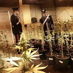 Canavese, smantellata  fabbrica di marijuana: due arresti