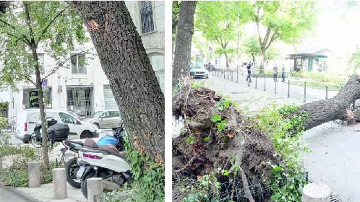 Bagolaro crollato in piazza Risorgimento, le segnalazioni dei residenti: “Era già pericolante”