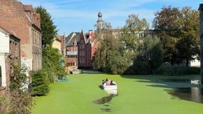 Belgio: dopo un'estate bollente il canale diventa verde per la lenticchia d'acqua