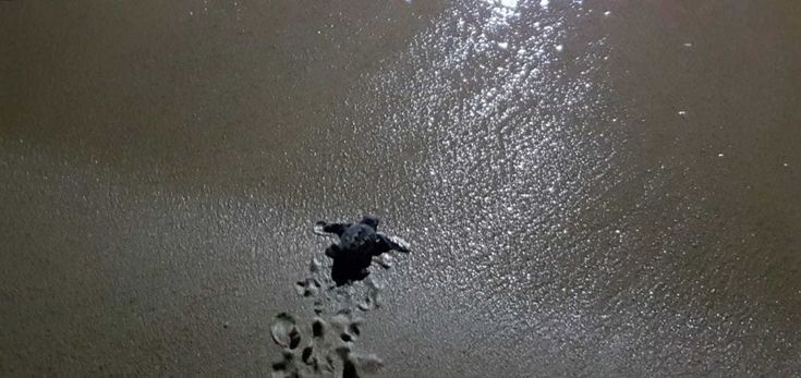 Salento, i primi passi verso il mare delle tartarughe appena nate 