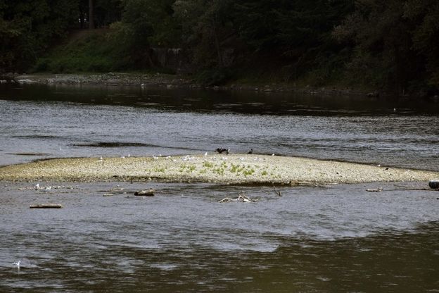 A passeggio "nel" Po dopo l'apertura della diga del Pascolo: il fiume come non si è mai visto