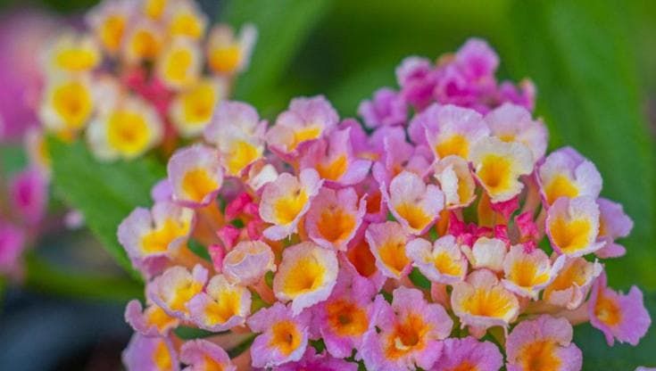 Fiori da balcone: le migliori 10 varietà da coltivare
