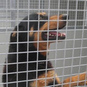 Siracusa, incendio in un terreno: erano legati, muoiono 5 cani