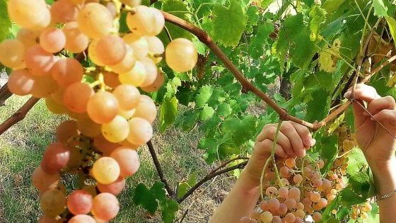 Brescia, 70enne spara a un giovane che ruba l'uva, denunciato per lesioni