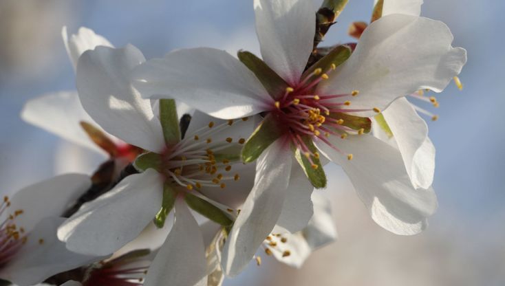 Non solo mimose: sui colli bolognesi la primavera è in fiore