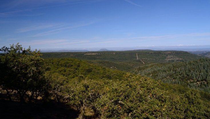 Ichnusa e Legambiente per la Sardegna: 10mila alberi in 3 anni