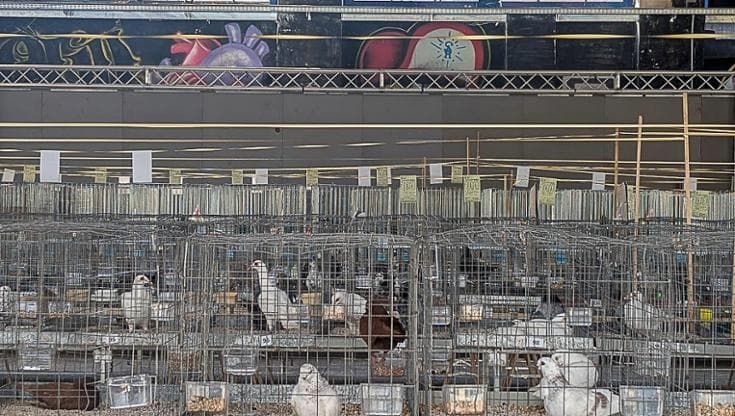 Una fiera dei polli ai Cantieri culturali della Zisa, scoppia la polemica: “Odore mortifero”