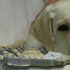 I cani imparano a distinguere le parole come gli umani