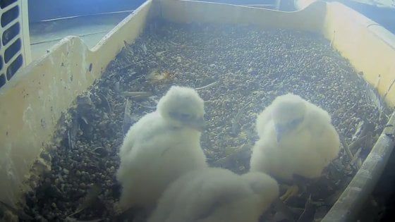 Socialbirding per i falchi del Pirellone: la mamma non sta bene, gli utenti li sorvegliano sulla webcam