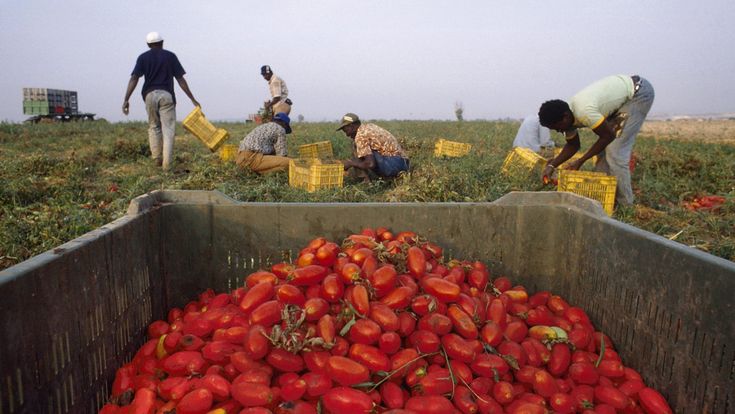 In Puglia, oro rosso, schiavi neri, criminali bianchi