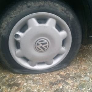Ravenna, testa mozzata di daino sull'auto di un animalista