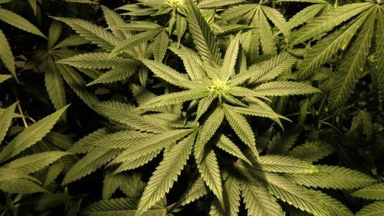 Cannabis terapeutica, farmaco gratis in Sicilia: via libera dalla Regione