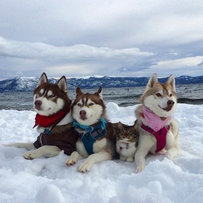Rosie e gli husky: storia di un'amicizia tra cani e gatti