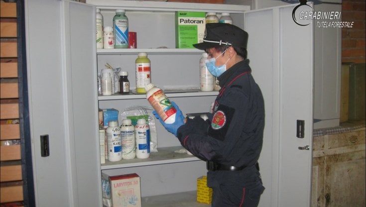 Elimina le erbe infestanti nel suo pioppeto ma provoca la morte di 11 bovini: titolare denunciata e multata
