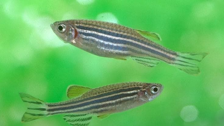 Intestino, cervello e cuore, dal pesce zebra la strada per difenderci da scompenso e ipertensione