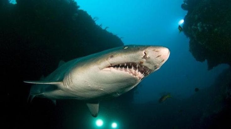 New York, allarme squali a Long Island: chiusa per ore una spiaggia minacciata da un branco di 50 esemplari